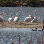 Pelicans! Such an amazing treat!