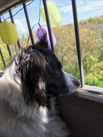 Springtime adventures Border collie looks wistfully through balcony out to sea of spring green woods