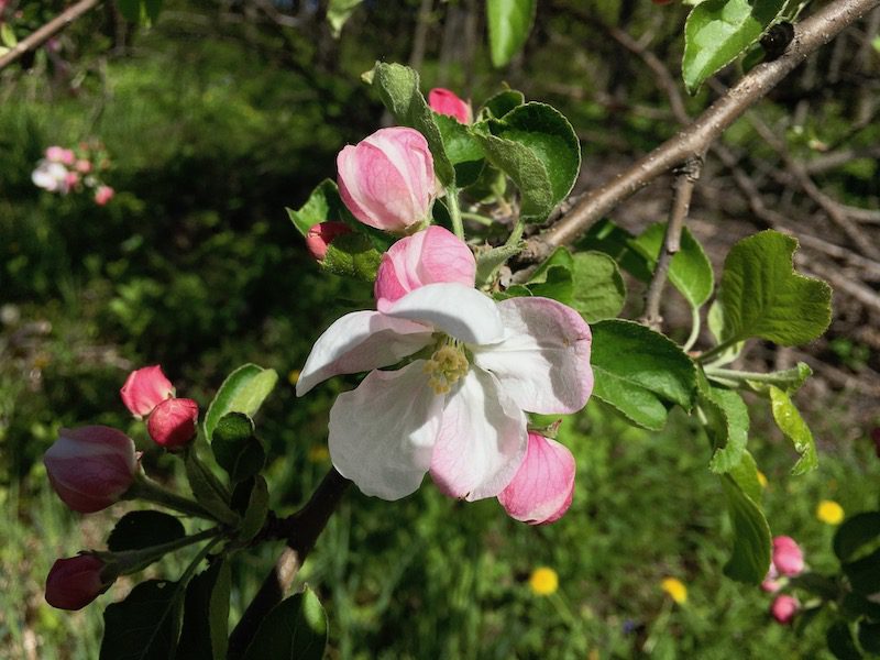 Springtime apple tree blossoms from long ago.