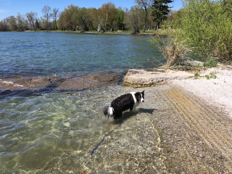 Border Collie getting out of the very cold springtime Lake Simcoe waters