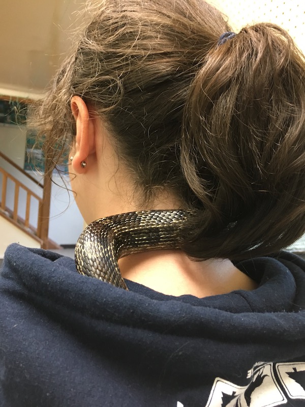 Snake at the back of Kate's neck, curling finding a cozy space to curl up in her hoodie