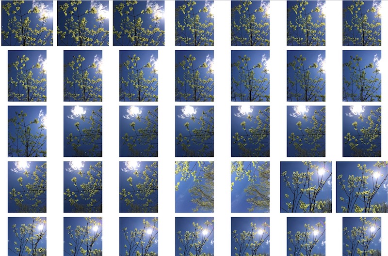 Screenshot of images of intense blue sky with new springtime green growth against it.
