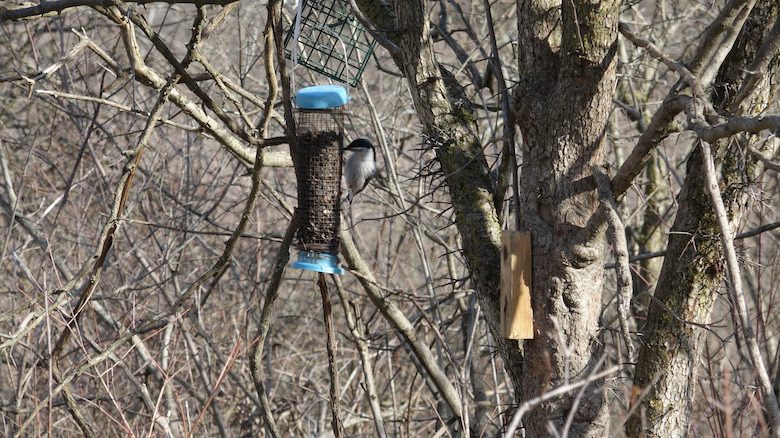 Nuthatch at a Bird Feeder