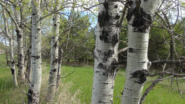 Birch trees.