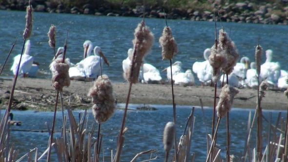 Cattail and pelicans.