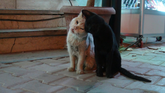 Alley Cat Amour in Hurghada, Egypt.