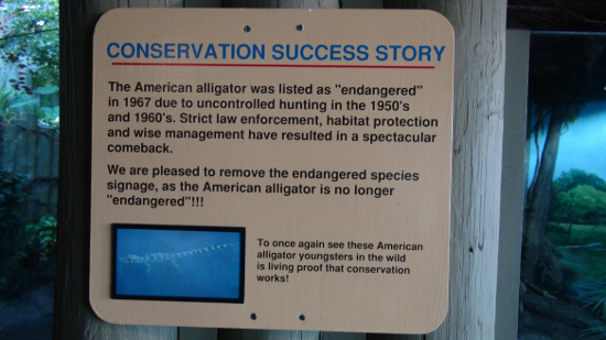 The American Alligator - a Conservation Success Story