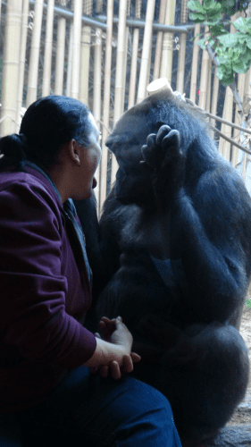 This zoo patron seemed to visit often enough to be on a first name basis with this gorilla.