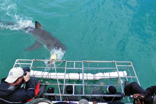 Cage diving with Great White Sharks