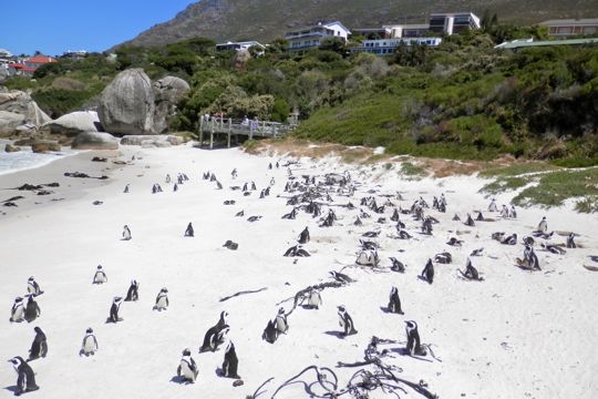 Penguin colony at Cape Point, South Africa