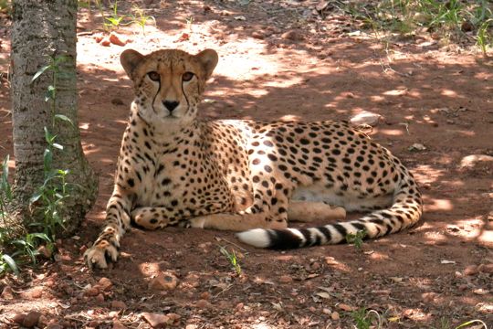 Cheetah at the Ann van Dyk Cheetah Centre.