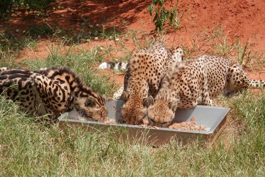 Cheetahs happily eating at the Ann van Dyk Cheetah Centre.