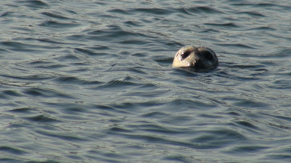 A seal at Belcarra.