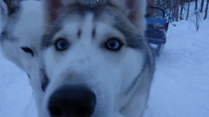 A camera kiss from a handsome husky!