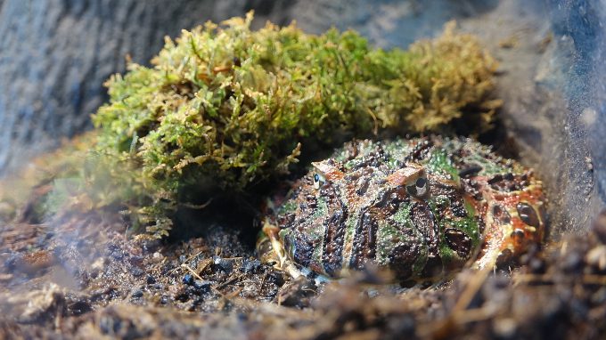 Ornate Horned Frog at the Royal Botanical Gardens in Burlington, Ontario