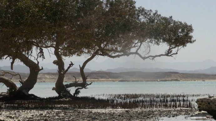 Egypt's Wadi El Gamal, an oasis in the desert.