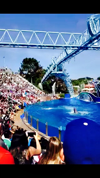 dolphins at SeaWorld