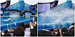 Killer Whale Show