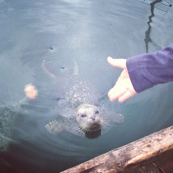feeding harbour seals oak bay marina