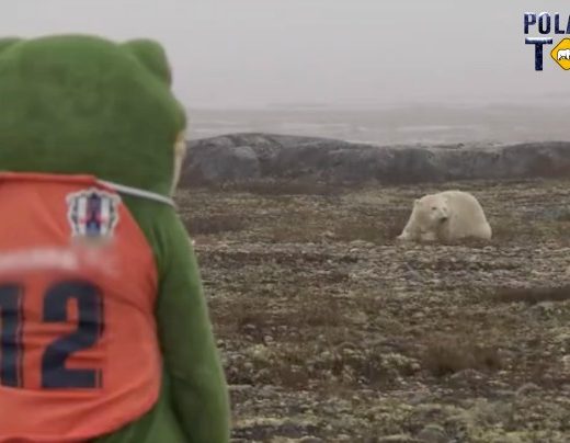 Someone dressed up as a frog, watching a Polar Bear in Churchill, Manitoba.