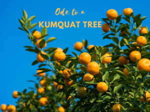 Ode to a Kumquat Tree