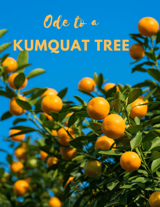Ode to a Kumquat Tree