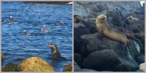 snorkeling in La Jolla Cove