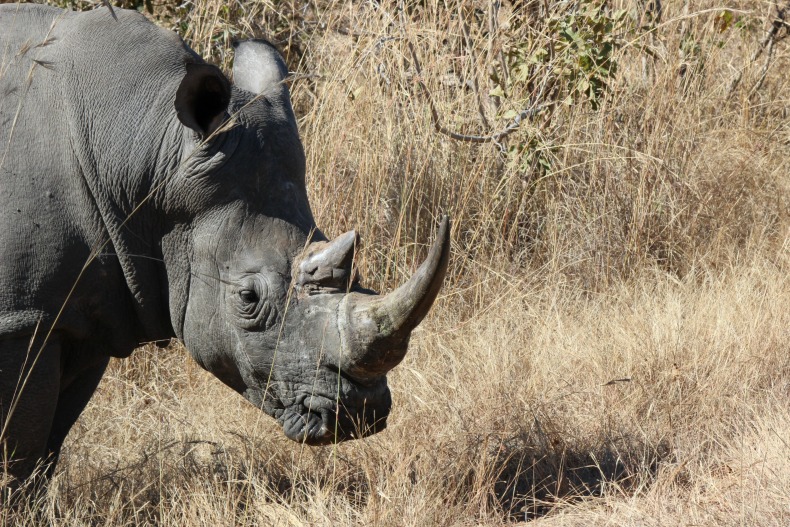 Rhino in Africa.