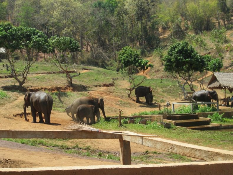 Elephants in Thailand