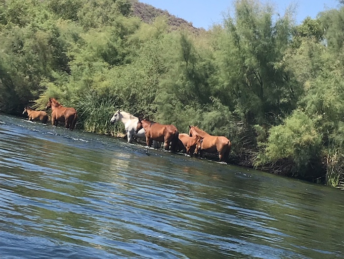 horses at Saguaro Lake Ranch