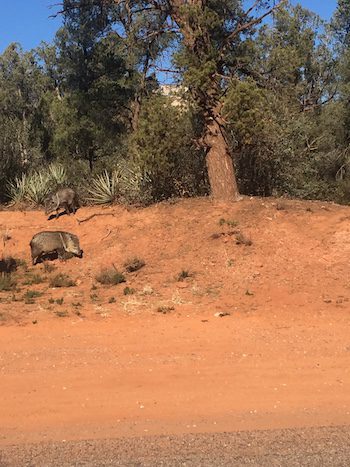 A couple of Javelina on the road side in Sedona.