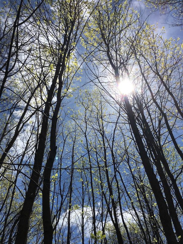 Springtime trees with new green leaves reaching up into clear bright blue Spring sky