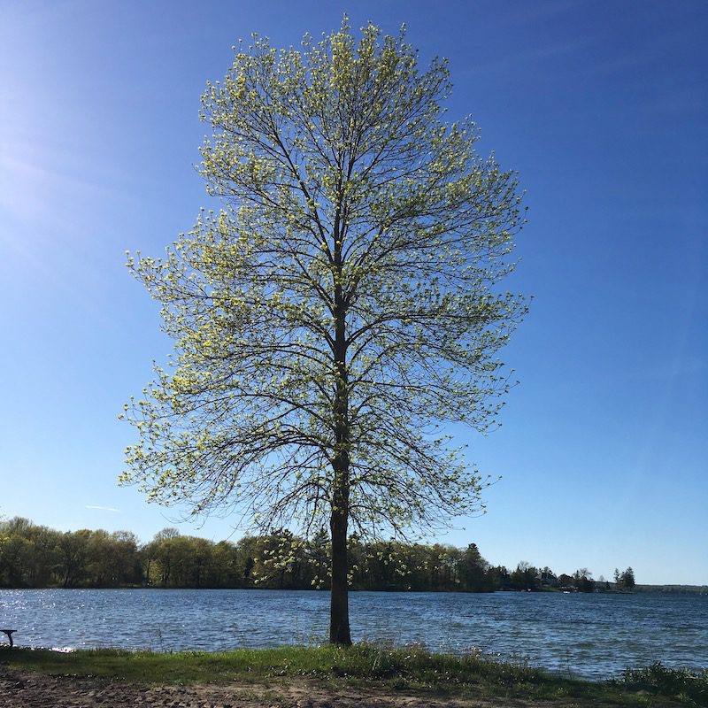 view of Lake Couchiching, Orillia Moose Beach Park