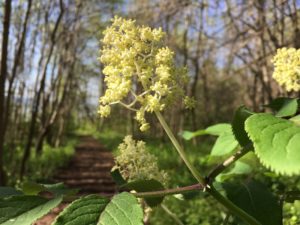 Ontario Spring Flowers