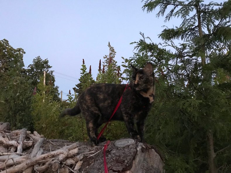 Ella the Adventuresome Tortie