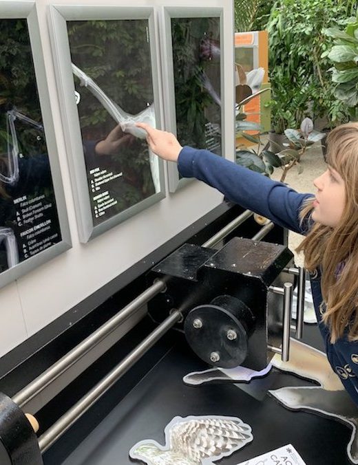 Young girl pointing to X-Rays of rescued wildlife.