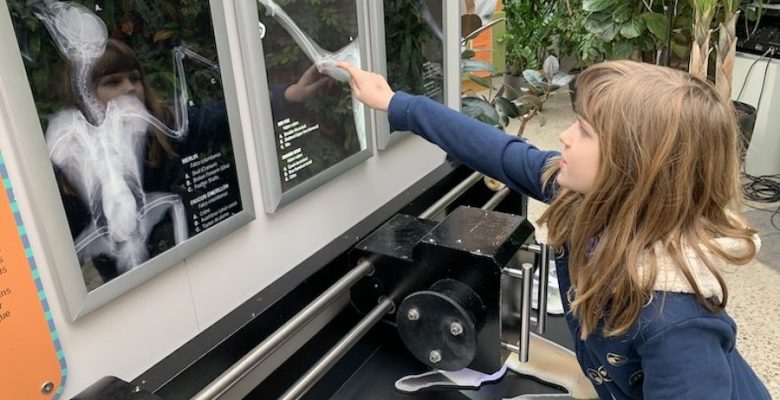 Young girl pointing to X-Rays of rescued wildlife.