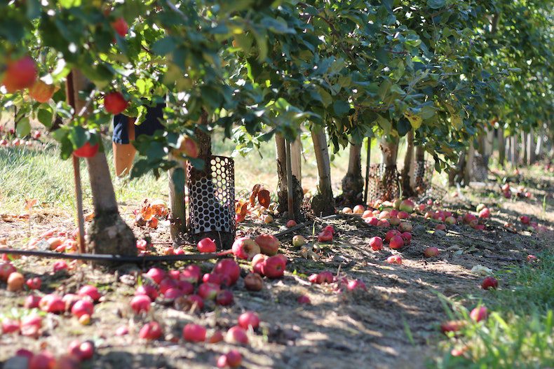 apple orchard