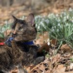 Spring Walks with a cat