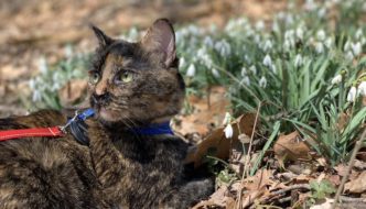 Spring Walks with a cat