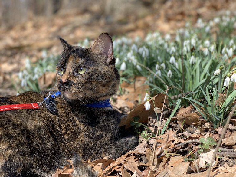 Spring Walks with a cat