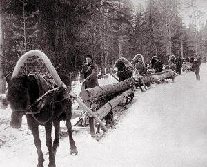 Labouring as forestry workers in the freezing temperatures of Siberia, as part of a worker's army under the Gulag.