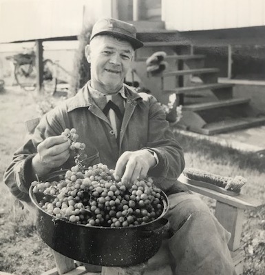 Mikhail in farm clothing with a container of grapes that he's picked.