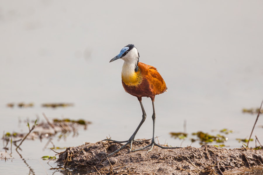 African jacana photographed in Botswana by Chris Stenger.