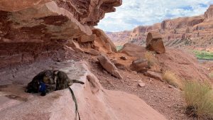 A tortoise shell cat surveying the Moab, Utah orange rock from her sandstone overhang.