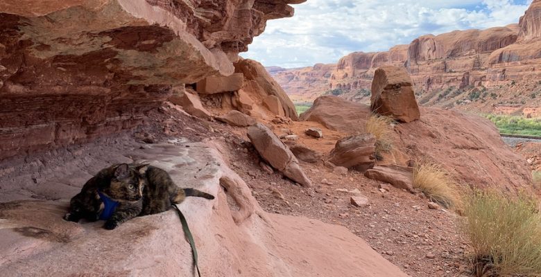A tortoise shell cat surveying the Moab, Utah orange rock from her sandstone overhang.
