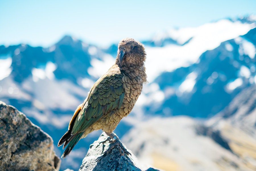 Wild Kea at the peak of the Arthur's Pass, New Zealand, as photographed by Pablo Heimplatz.