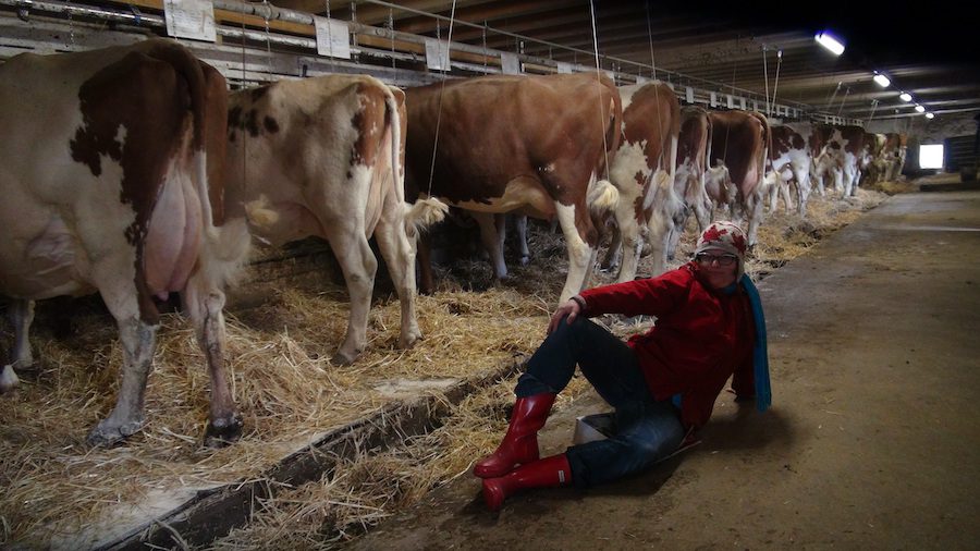 Calendar Gal Pose with the Gruyere Cows.