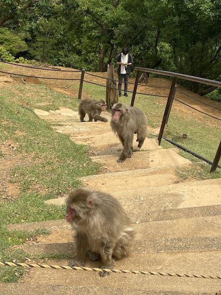 Three snow monkeys climbing the stairs at Arashiyama Monkey Park. 