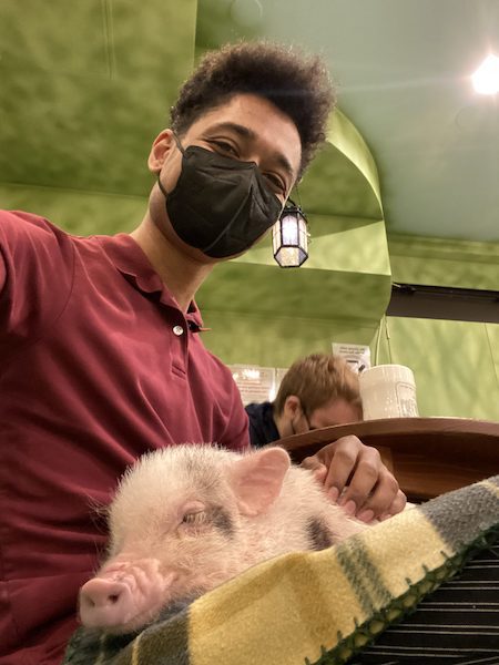 A young man at mipig cafe with a pig in his lap